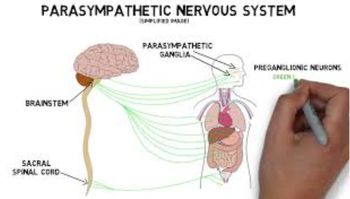 Parasympathetic Nervous System