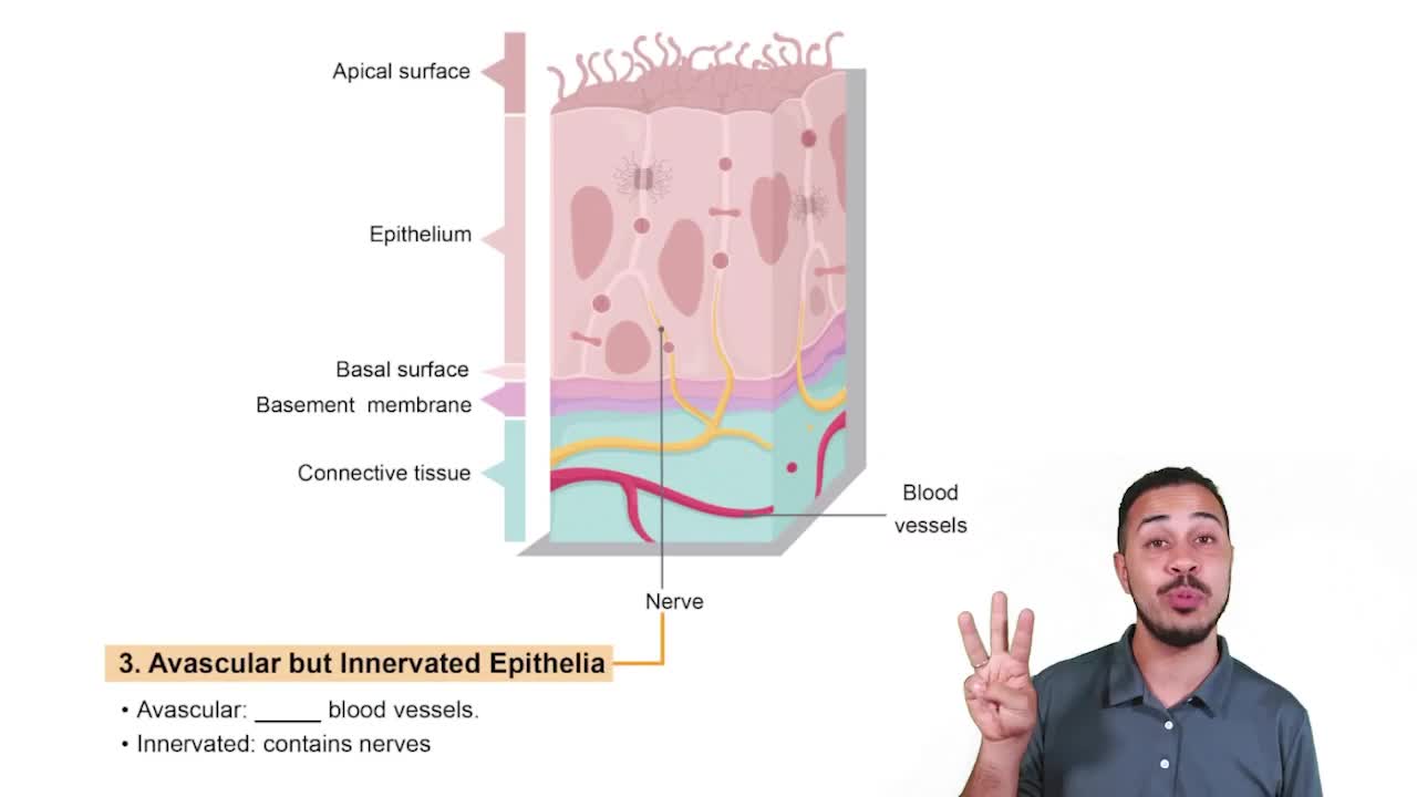 Characteristic 3: Avascular but Innervated