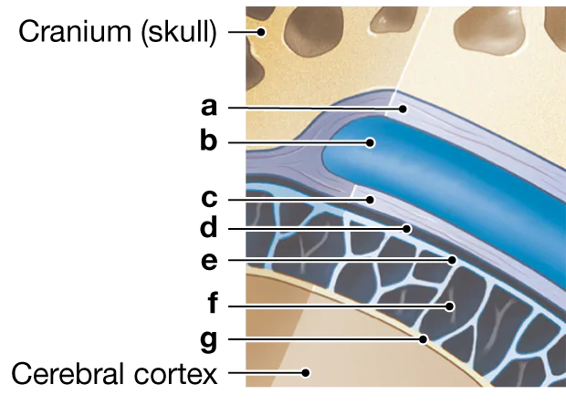 Diagram illustrating the layers of the cranial meninges with labeled sections for identification.