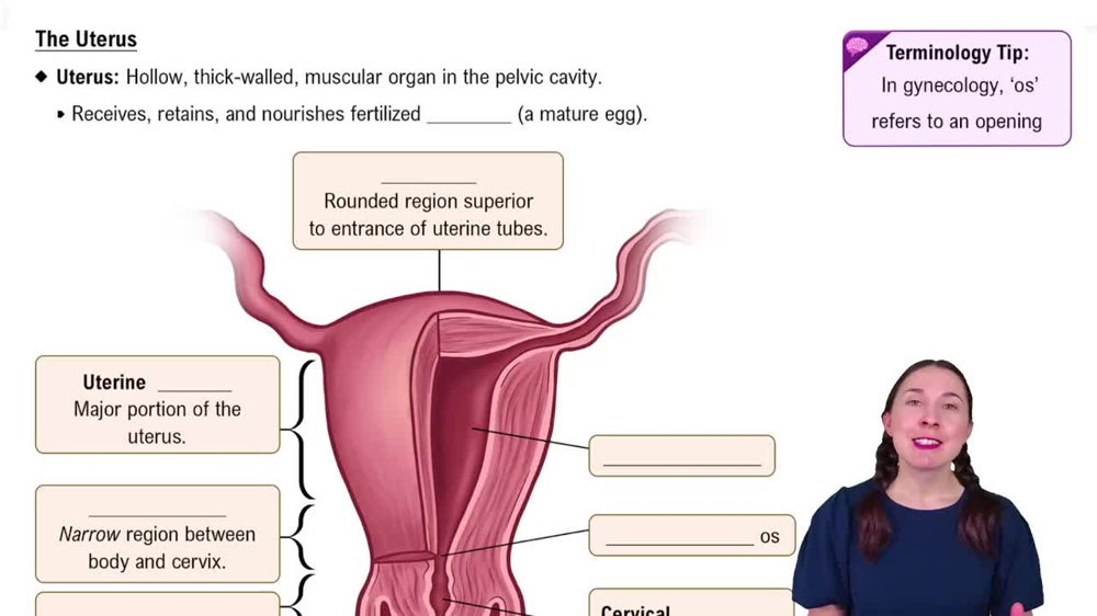 The Ovaries