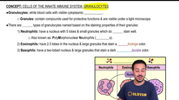 Granulocytes