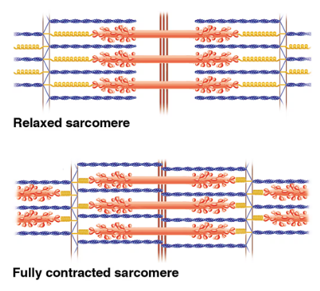 Diagram showing structural differences between relaxed and fully contracted sarcomeres in skeletal muscle fibers.