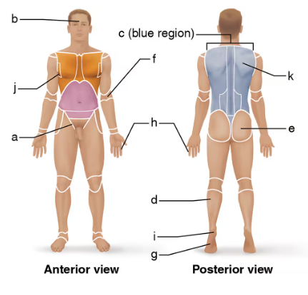 Front and back views of a human body with labeled anatomical regions and a highlighted blue dorsal area on the back.