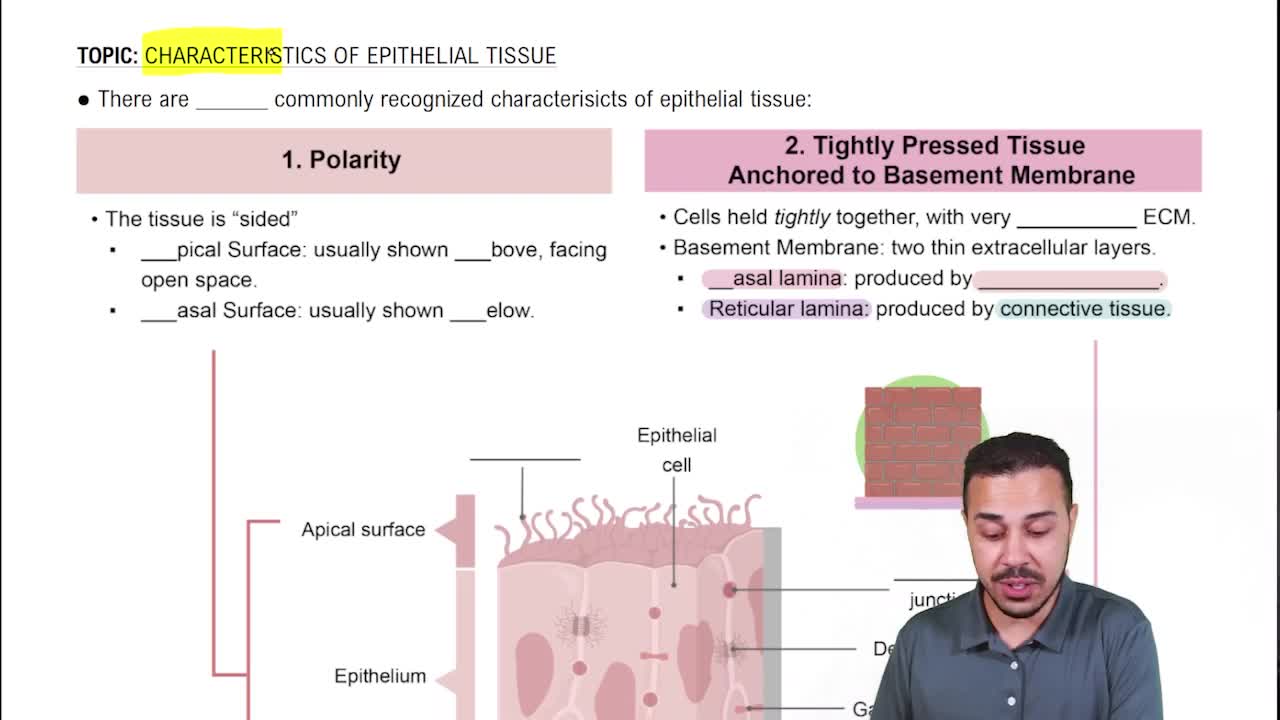 5 Characteristics of Epithelia