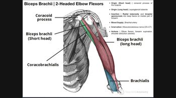 Anterior Arm Compartment - Biceps Brachii, Brachialis, & Coracobrachialis
