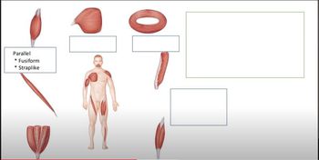 Arrangement of Fascicles in Muscles