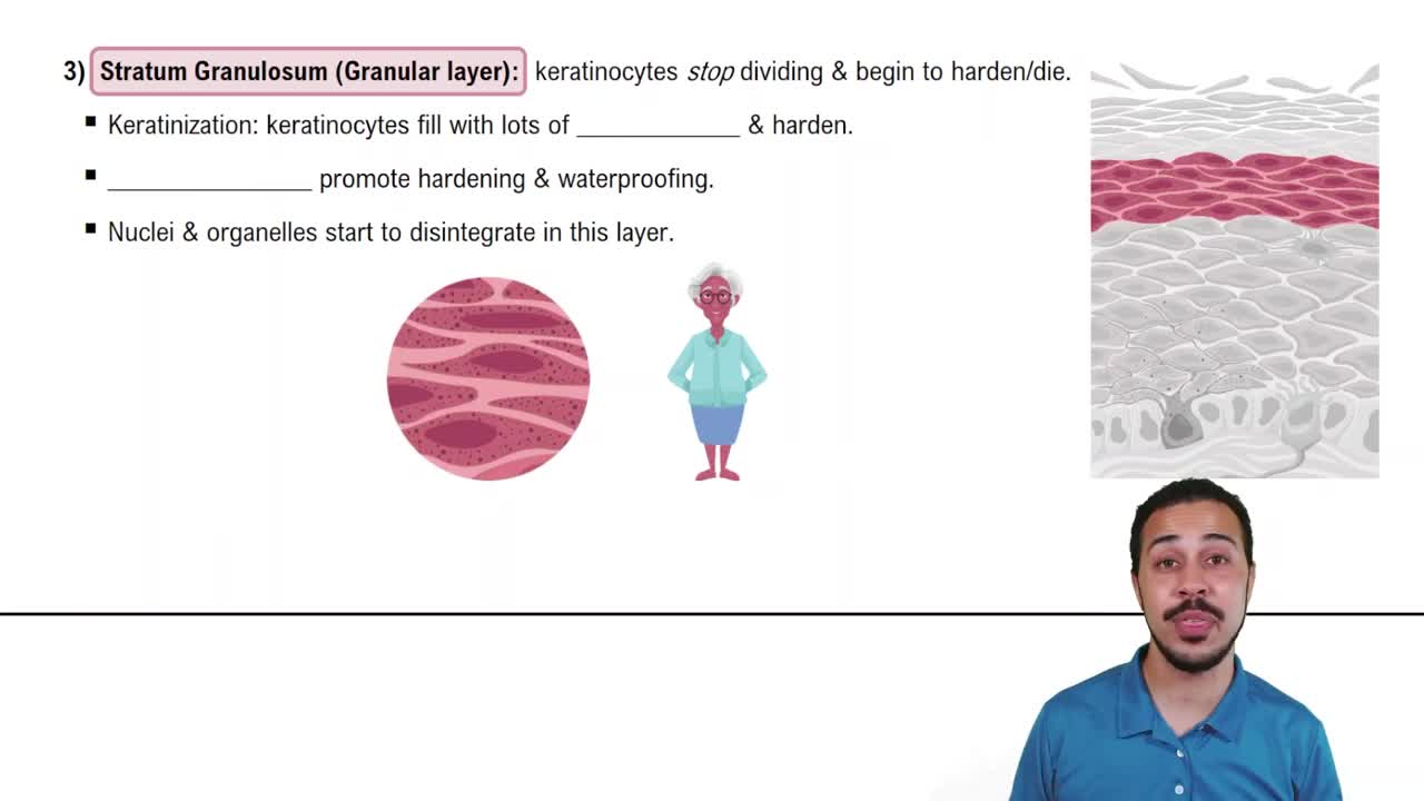 Epidermal Layers: Stratum Granulosum (Granular Layer)