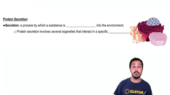 Protein Secretion