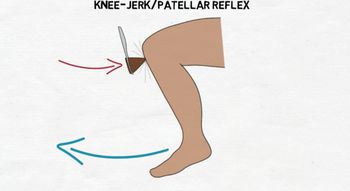 Neuroscience: Knee-jerk Reflex