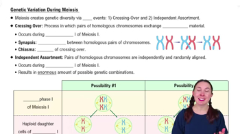 Genetic Variation During Meiosis