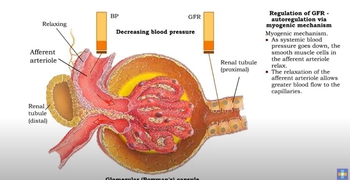 Regulation of GFR: autoregulation via myogenic mechanism Myogenic mechanism