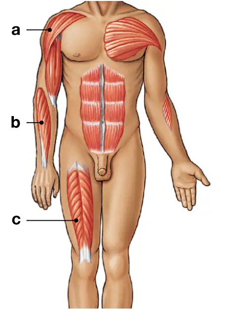 Front view of a male body highlighting three labeled muscles on the shoulder, forearm, and thigh.
