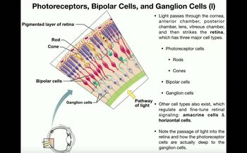 Vision - Retina, Photoreceptors, Bipolar Cells, & Ganglion Cells