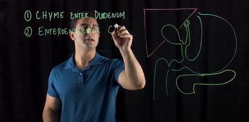 Mechanisms promoting secretion and release of bile and pancreatic juice