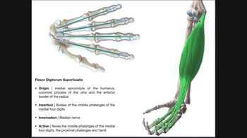 Anterior Forearm Muscles