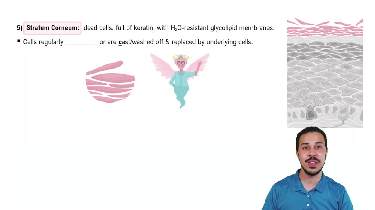 Epidermal Layers: Stratum Corneum