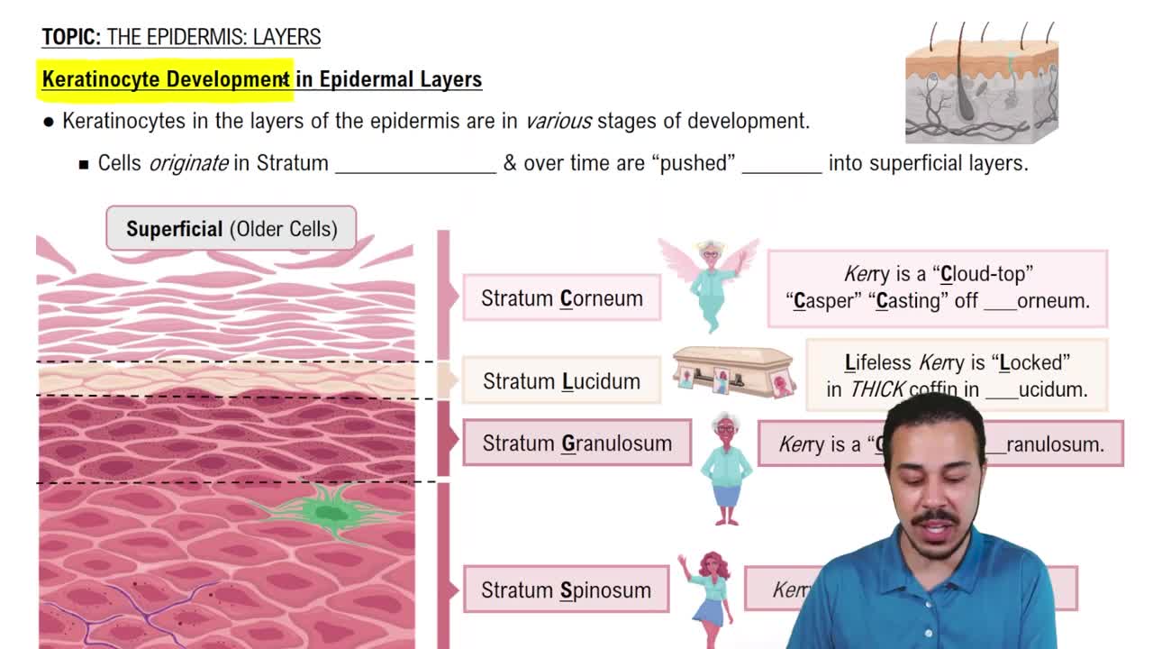 Keratinocyte Development in Epidermal Layers