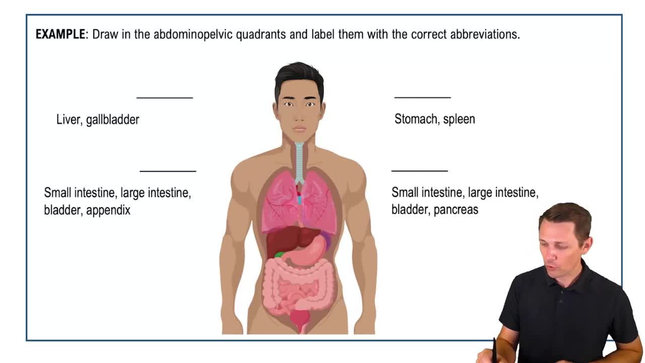 4 quadrants of the body
