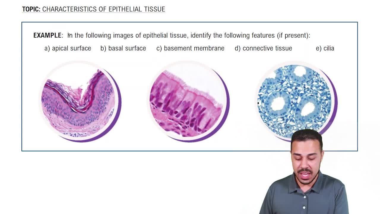 Characteristics of Epithelial Tissue Example 1