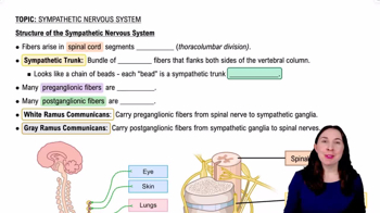 Structure of the Sympathetic Nervous System