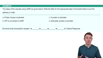 Membrane Bound Receptors and Secondary Messengers Example 1