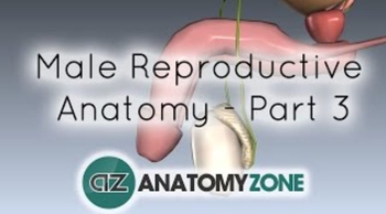 Introduction to Male Reproductive Anatomy - The Penis