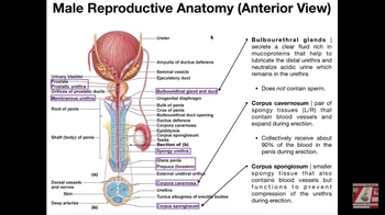 Male Reproductive Anatomy: Penis and Urethra
