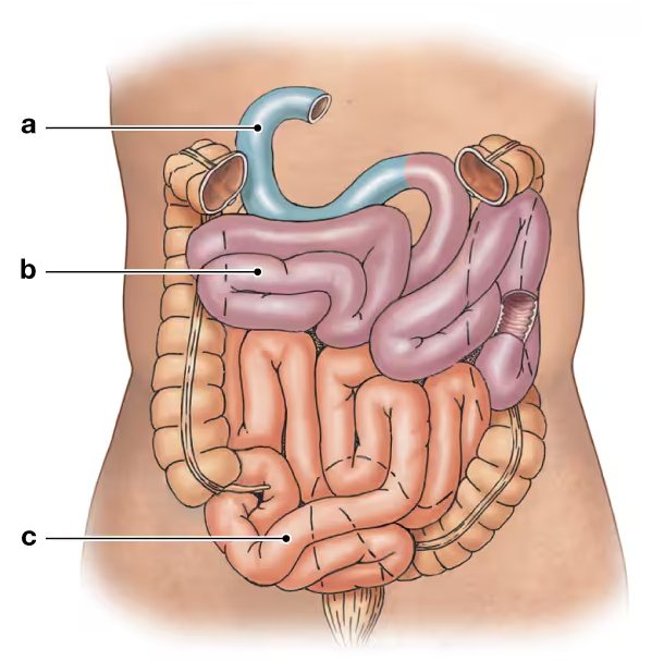 Diagram of the small intestine with three labeled segments marked a, b, and c for identification.