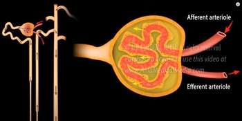 Formation of Urine - Nephron Function, Animation