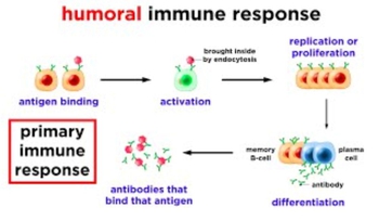 The Immune System: Innate Defenses and Adaptive Defenses