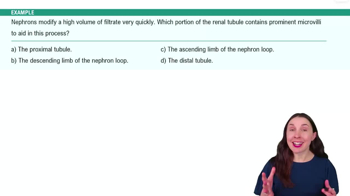 The Nephron Example 3