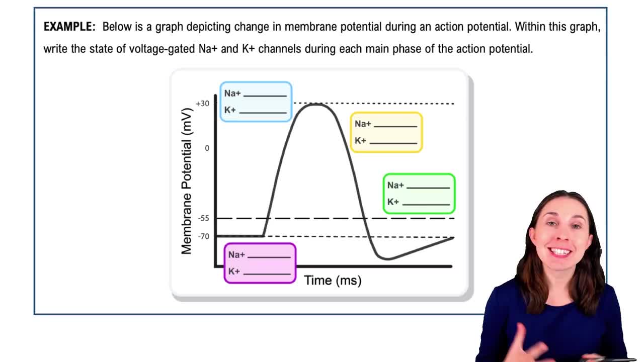 Action Potentials Example 1