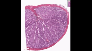 Shotgun Histology Testis