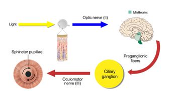 Initiating Pupillary Reflexes