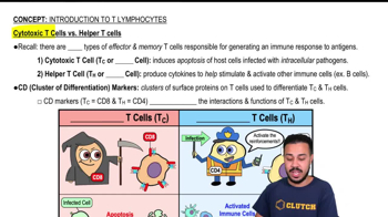 Cytotoxic T Cells vs. Helper T Cells