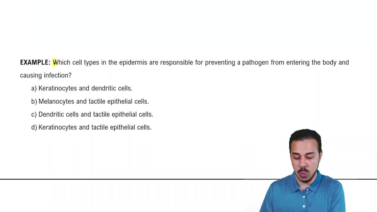 The Epidermis: Cells Example 2