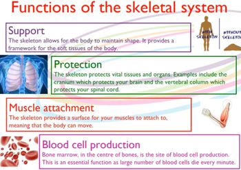 Functions of the Skeleton