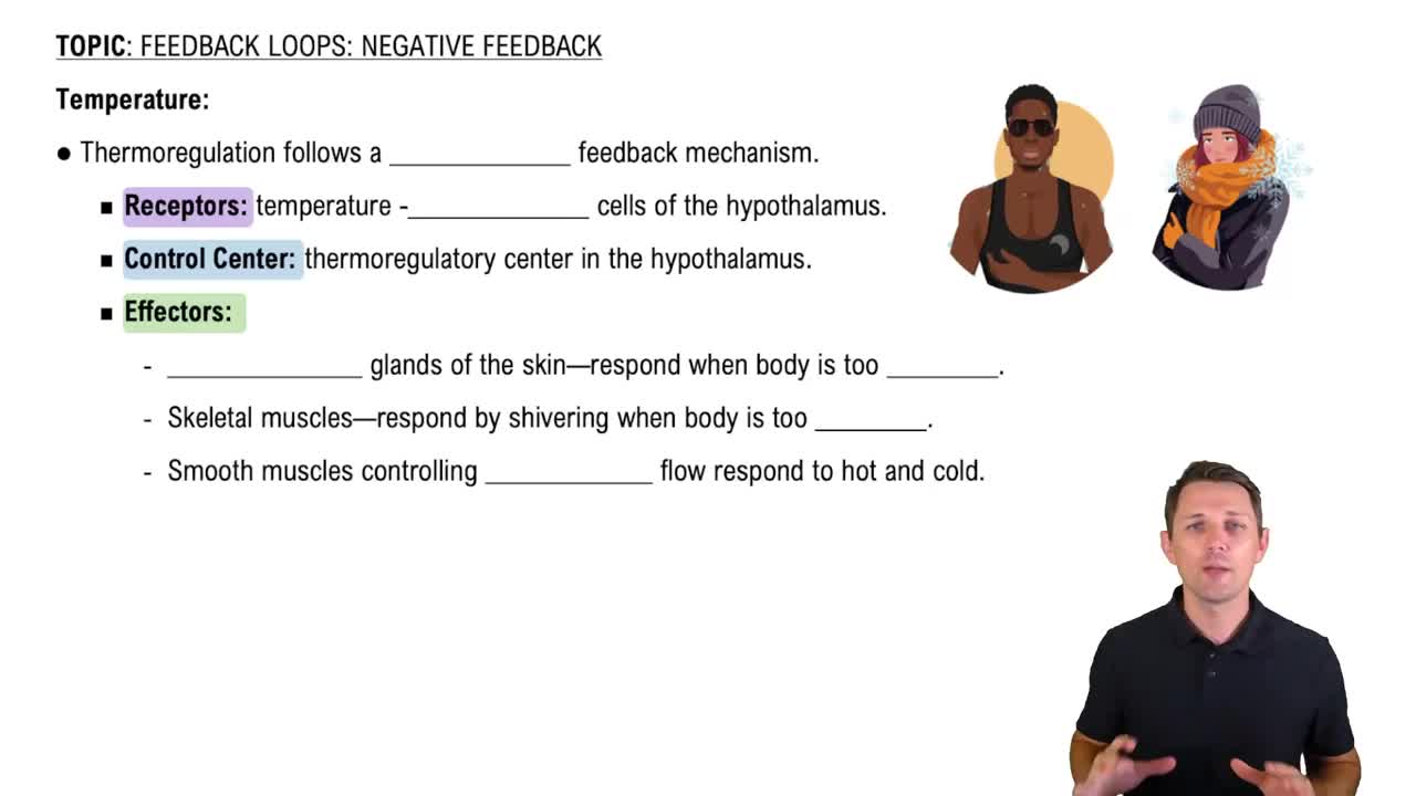 Negative Feedback Loops: Temperature