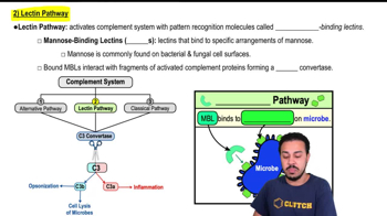 Lectin Pathway