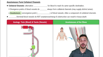 Anastomoses Form Collateral Channels