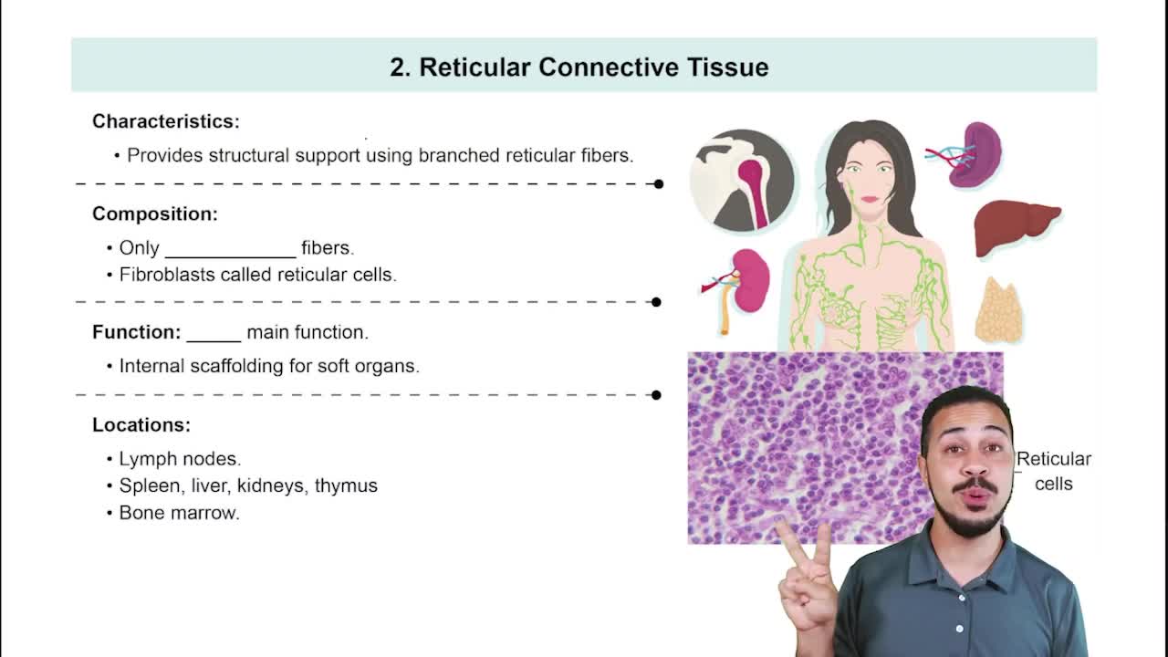 Reticular Connective Tissue