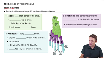 Bones of the Foot