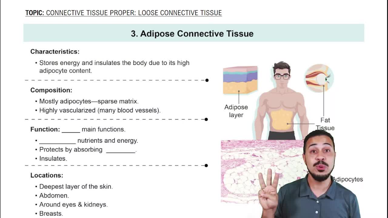 Adipose Connective Tissue