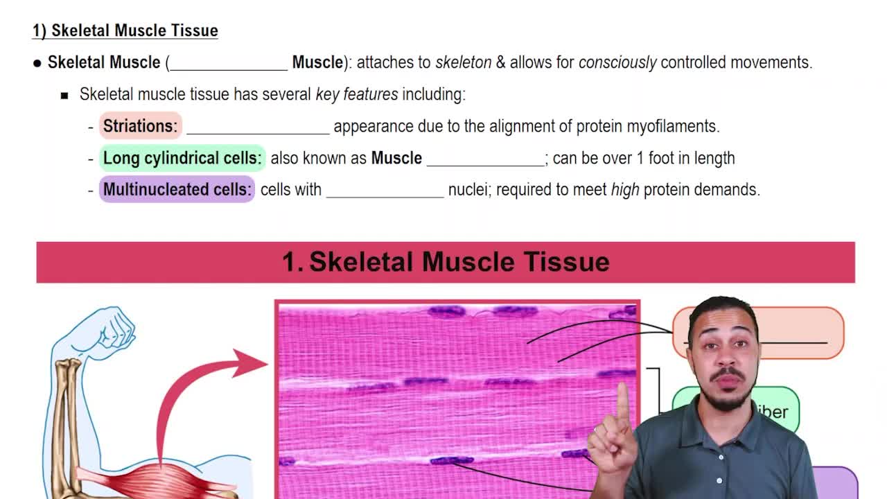 Skeletal Muscle Tissue