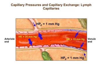 Capillary Pressures and Capillary Exchange