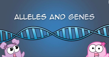 Alleles and Genes