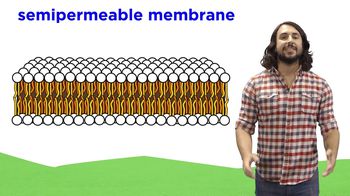 Structure of the Cell Membrane - Active and Passive Transport