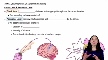 Circuit Level & Perceptual Level