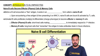 Naive B cells Become Effector (Plasma) Cells & Memory Cells