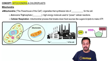 Mitochondria